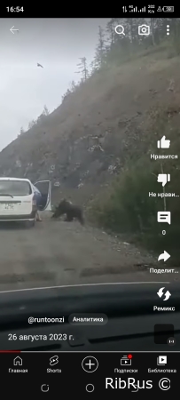 Медведь и мужчина в Хабаровске