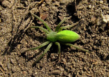 Паук, фото, зелëный