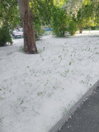 Тюмень в тополином пухе