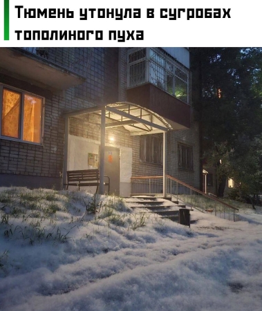 Тюмень в тополином пухе