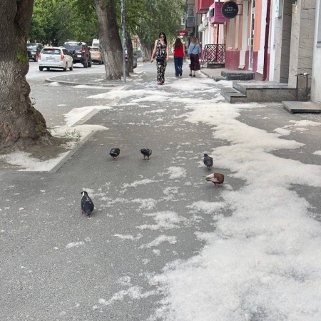 Тюмень в тополином пухе