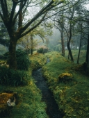 Красота, лес, зелено