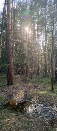 Красивый лес